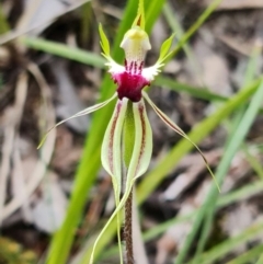 Caladenia atrovespa at Acton, ACT - 5 Oct 2021