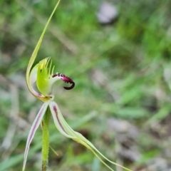 Caladenia atrovespa at Acton, ACT - 5 Oct 2021