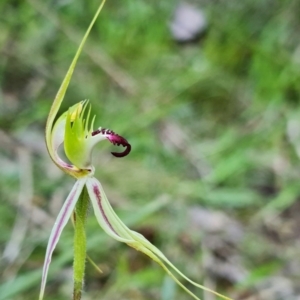 Caladenia atrovespa at Acton, ACT - 5 Oct 2021