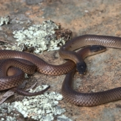 Parasuta dwyeri (Dwyer's Black-headed Snake) at Throsby, ACT - 10 Sep 2021 by TimotheeBonnet