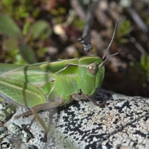 Perala viridis at Throsby, ACT - 10 Sep 2021 09:59 AM