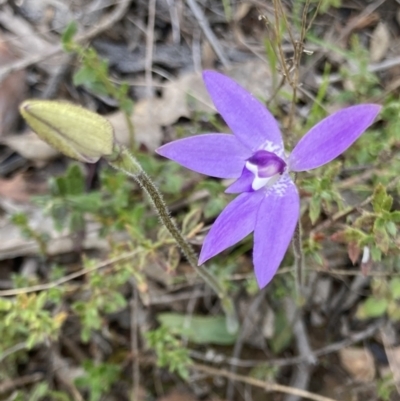 Glossodia major (Wax Lip Orchid) at Bungendore, NSW - 2 Oct 2021 by yellowboxwoodland