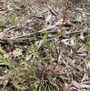 Stylidium graminifolium at Bungendore, NSW - 2 Oct 2021