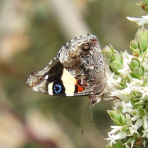 Vanessa itea at Kambah, ACT - 3 Oct 2021 02:03 PM