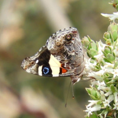 Vanessa itea (Yellow Admiral) at Kambah, ACT - 3 Oct 2021 by MatthewFrawley