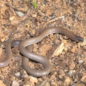 Aprasia parapulchella at Stromlo, ACT - suppressed