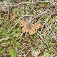 Junonia villida (Meadow Argus) at Kambah, ACT - 3 Oct 2021 by MatthewFrawley