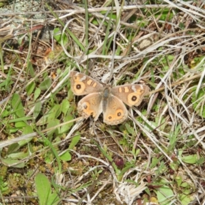 Junonia villida at Kambah, ACT - 3 Oct 2021