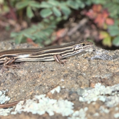 Ctenotus taeniolatus (Copper-tailed Skink) at Holt, ACT - 26 Sep 2021 by TimotheeBonnet