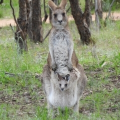 Macropus giganteus (Eastern Grey Kangaroo) at Kambah, ACT - 3 Oct 2021 by MatthewFrawley