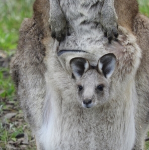 Macropus giganteus at Kambah, ACT - 3 Oct 2021