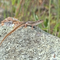 Ctenotus orientalis (Oriental Striped-skink) at Molonglo River Reserve - 3 Oct 2021 by TimotheeBonnet