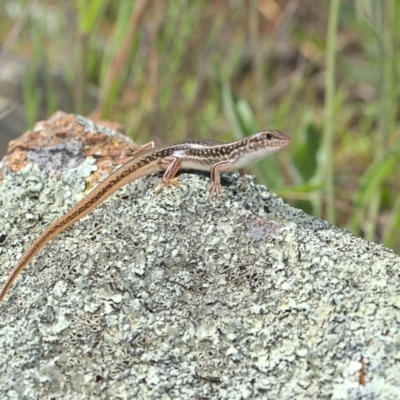 Ctenotus orientalis (Oriental Striped-skink) at Stromlo, ACT - 3 Oct 2021 by TimotheeBonnet