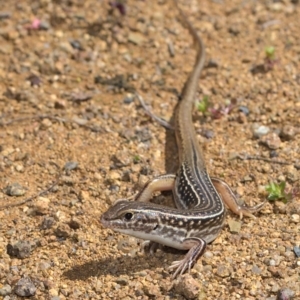 Ctenotus orientalis at Stromlo, ACT - 3 Oct 2021