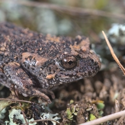 Uperoleia laevigata (Smooth Toadlet) at Throsby, ACT - 9 Sep 2021 by TimotheeBonnet