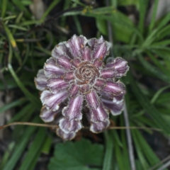 Orobanche minor (Broomrape) at Downer, ACT - 5 Oct 2021 by jb2602