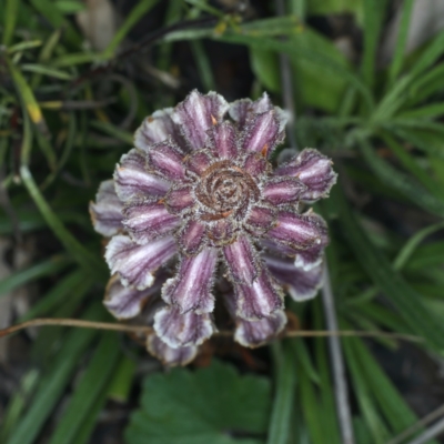 Orobanche minor (Broomrape) at Downer, ACT - 4 Oct 2021 by jbromilow50