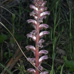 Orobanche minor at Downer, ACT - 5 Oct 2021