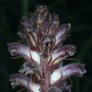 Orobanche minor at Downer, ACT - 5 Oct 2021 10:59 AM