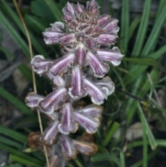 Orobanche minor at Downer, ACT - 5 Oct 2021