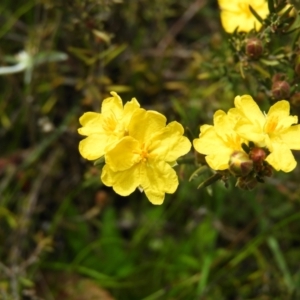 Hibbertia calycina at Kambah, ACT - 3 Oct 2021