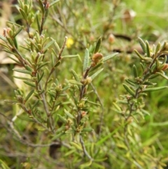 Hibbertia calycina at Kambah, ACT - 3 Oct 2021