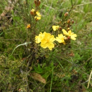 Hibbertia calycina at Kambah, ACT - 3 Oct 2021