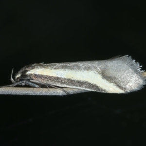 Philobota chrysopotama at Bonner, ACT - 4 Oct 2021