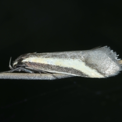 Philobota chrysopotama (A concealer moth) at Bonner, ACT - 3 Oct 2021 by jbromilow50