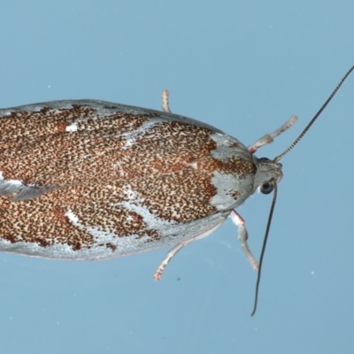 Euchaetis rhizobola (A Concealer moth) at Ainslie, ACT - 3 Oct 2021 by jb2602