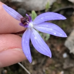 Cyanicula caerulea (Blue Fingers, Blue Fairies) at Aranda Bushland - 5 Oct 2021 by MattFox