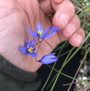 Stypandra glauca at Cook, ACT - 5 Oct 2021