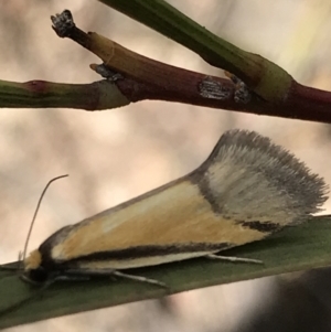 Philobota undescribed species near arabella at Aranda, ACT - 5 Oct 2021