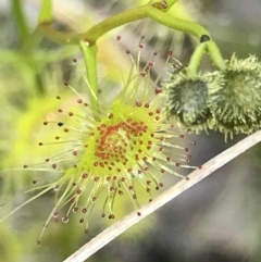 Drosera gunniana at Aranda, ACT - 5 Oct 2021