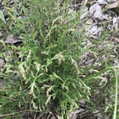 Gonocarpus tetragynus at Aranda, ACT - 5 Oct 2021