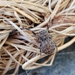 Unidentified Spider (Araneae) at Holt, ACT - 5 Oct 2021 by trevorpreston