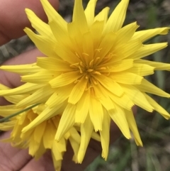 Microseris walteri (Yam Daisy, Murnong) at Aranda, ACT - 5 Oct 2021 by MattFox