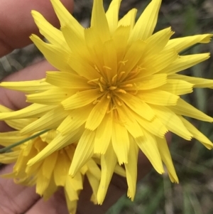 Microseris walteri at Aranda, ACT - 5 Oct 2021