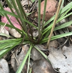 Microseris walteri at Aranda, ACT - 5 Oct 2021