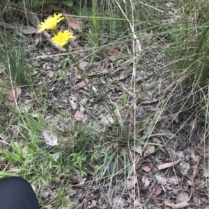 Microseris walteri at Aranda, ACT - 5 Oct 2021