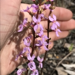 Stylidium graminifolium (grass triggerplant) at Aranda Bushland - 5 Oct 2021 by MattFox