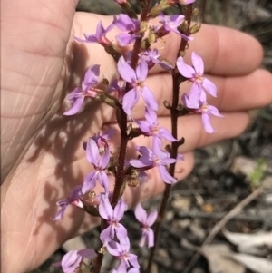 Stylidium graminifolium at Aranda, ACT - 5 Oct 2021