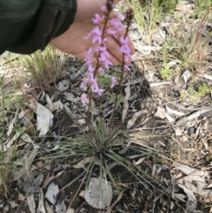 Stylidium graminifolium at Aranda, ACT - 5 Oct 2021 02:46 PM