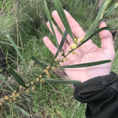 Acacia stricta (Straight Wattle) at Aranda, ACT - 5 Oct 2021 by MattFox