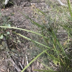 Mirbelia oxylobioides at Aranda, ACT - 5 Oct 2021