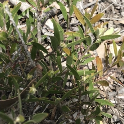 Acacia lanigera var. lanigera (Woolly Wattle, Hairy Wattle) at Aranda, ACT - 5 Oct 2021 by MattFox