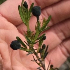 Gompholobium huegelii (Pale Wedge Pea) at Aranda, ACT - 5 Oct 2021 by MattFox