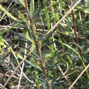 Gompholobium huegelii at Aranda, ACT - 5 Oct 2021