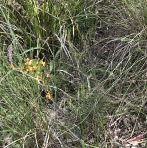 Gompholobium huegelii at Aranda, ACT - 5 Oct 2021