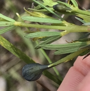 Gompholobium huegelii at Aranda, ACT - 5 Oct 2021